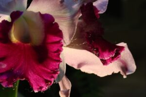 orchidee fontfroide