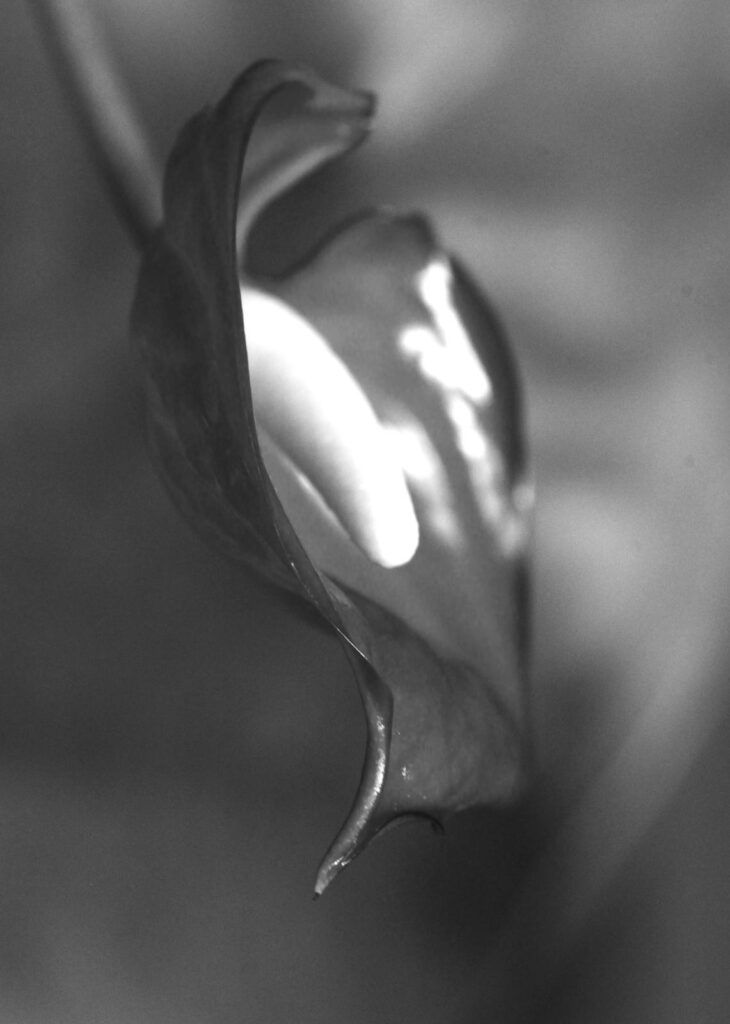 anthurium macrophoto audrey fario noir et blanc