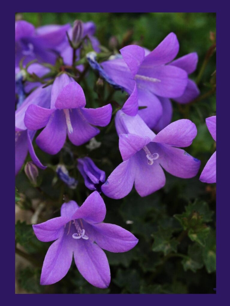 campanules fleuries violet lavande audrey fatrio photographie macrophoto