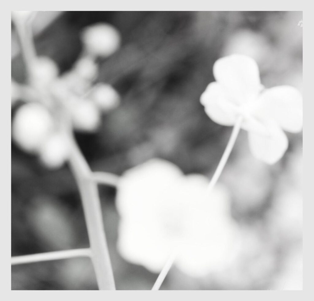 roquette en fleurs photo macro noir et blanc audrey fario