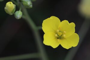 fleur de roquette sauvage jaune audrey fario photo macro