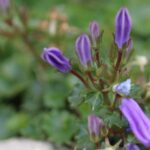 campanules bleues macro