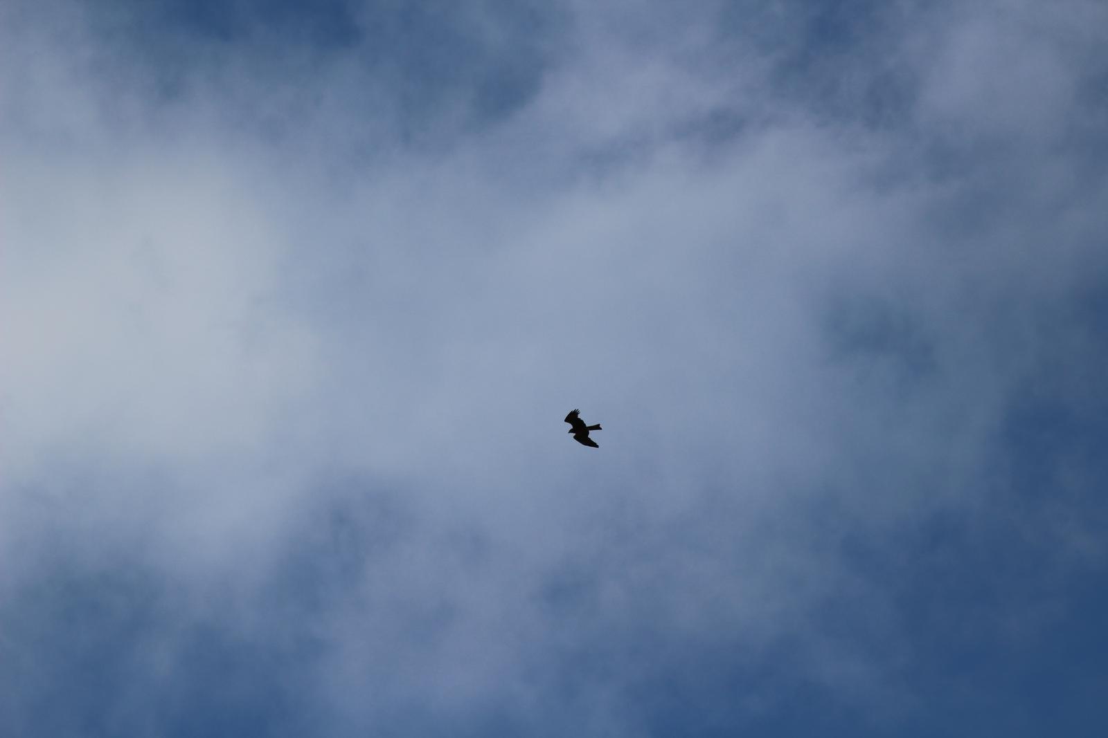 petit milan qui vole dans le ciel bleu et nuageux