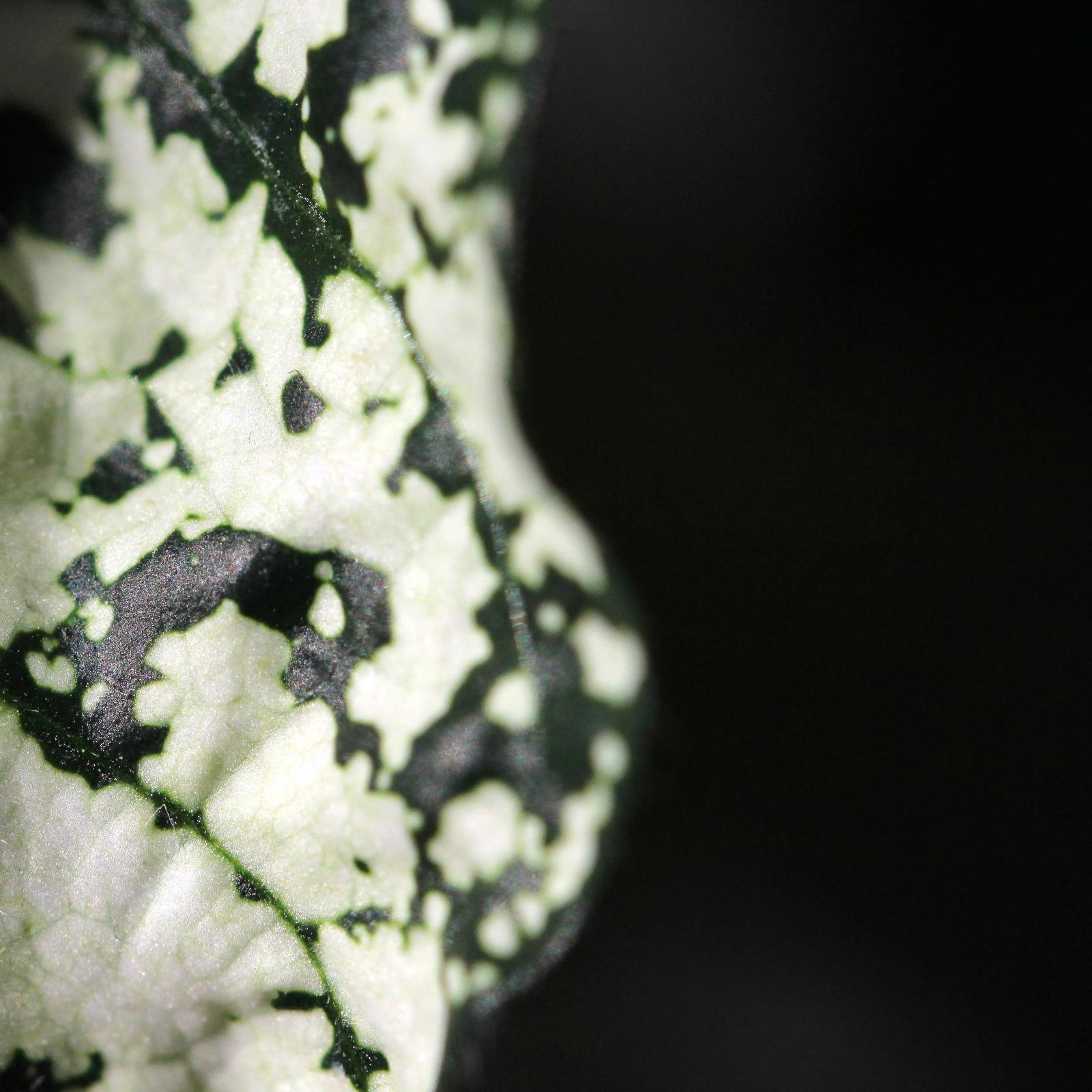 photo macro vegetal plante flore audrey fario macrophotographie contrastes
