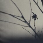 ombre fleur de cerisier noir et blanc