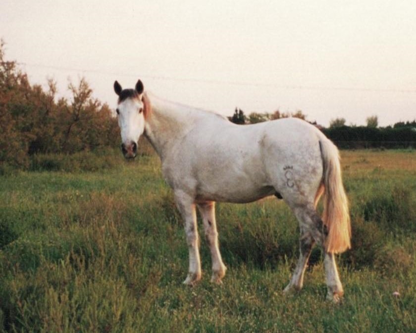 cheval blanc quieto cruzado espagnol portugais audrey fario