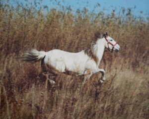 cheval blanc qui s'échappe trot parc pré en licol joue à trappe trappe