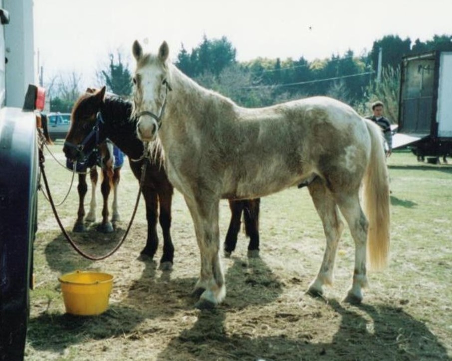 cheval blanc gris roulé concours blague CSO propre