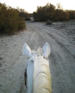 cheval blanc promenade balade à cheval chemin sable occitanie content