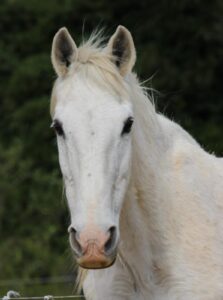 quieto cheval blanc vieux de face qui parle oreilles pointées bonne humeur