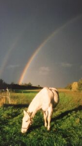 cheval blanc arc en ciel quieto audrey fario