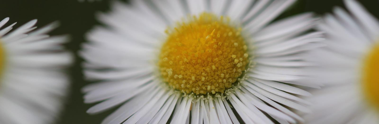 fleur comme une marguerite jaune et blanche petales tres fin