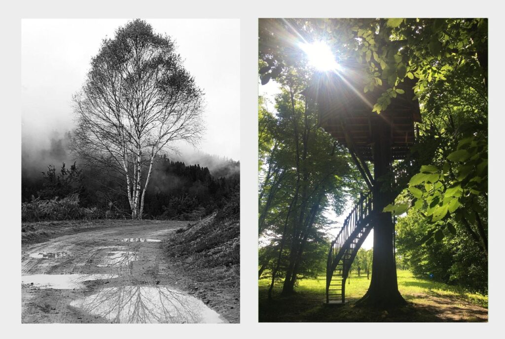 ARBRES hiver et printemps foret cabane perchée vert feuillages arbre mort chemin boueux pluvieux triste joie