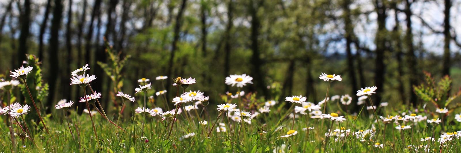 photo jardin vu du sol paquerette fleurs blanches devant foret soleil