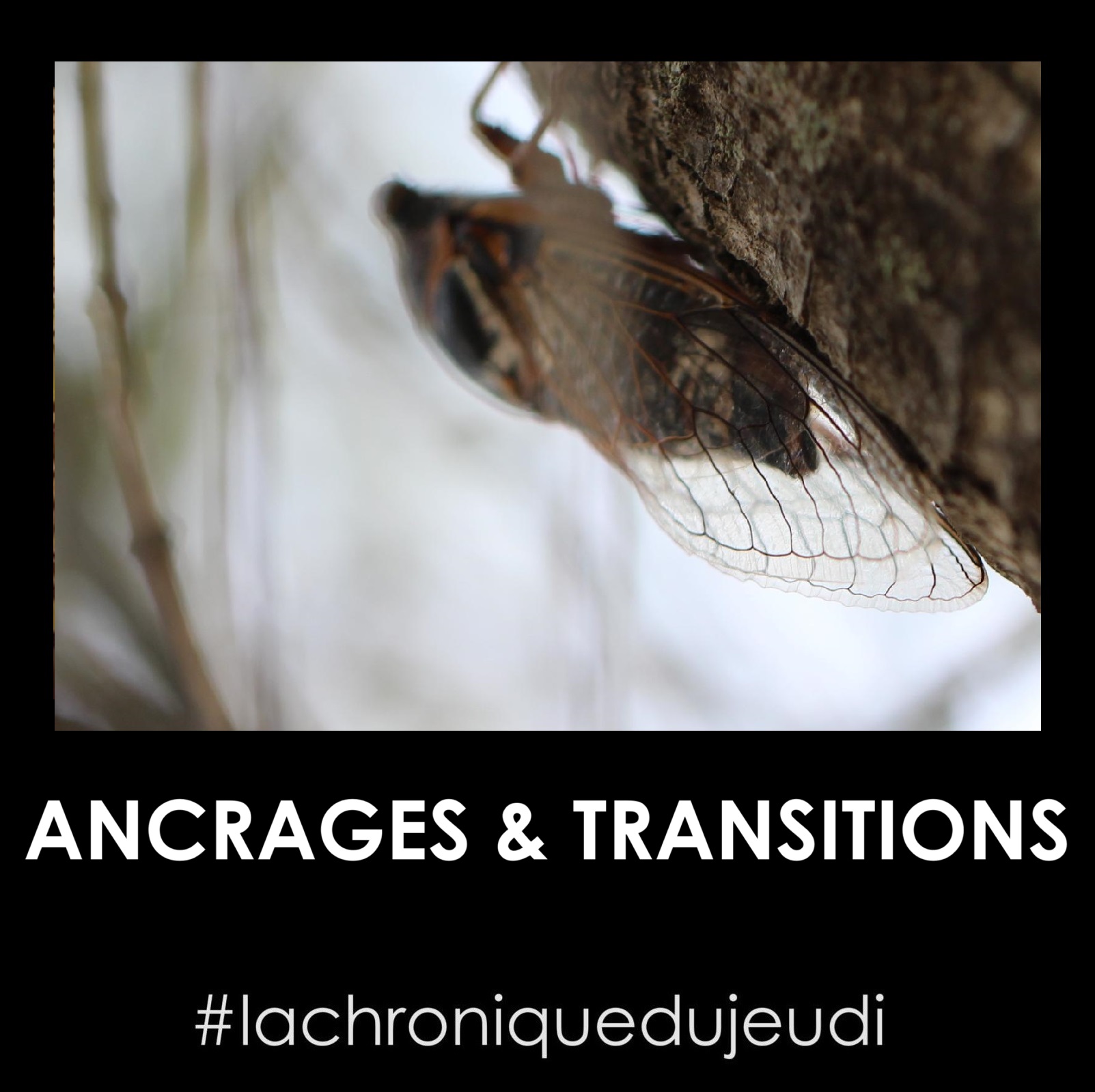 la chronique du jeudi chronique litteraire audreyfario ancrage transition