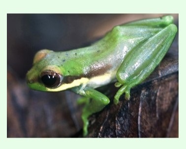 grenouille cambodge chiromantis samkosensis sang vert os bleu turquoise