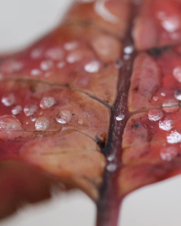 PHOTO MACRO MACROPHOTOGRAPHIE feuille morte automne pluie