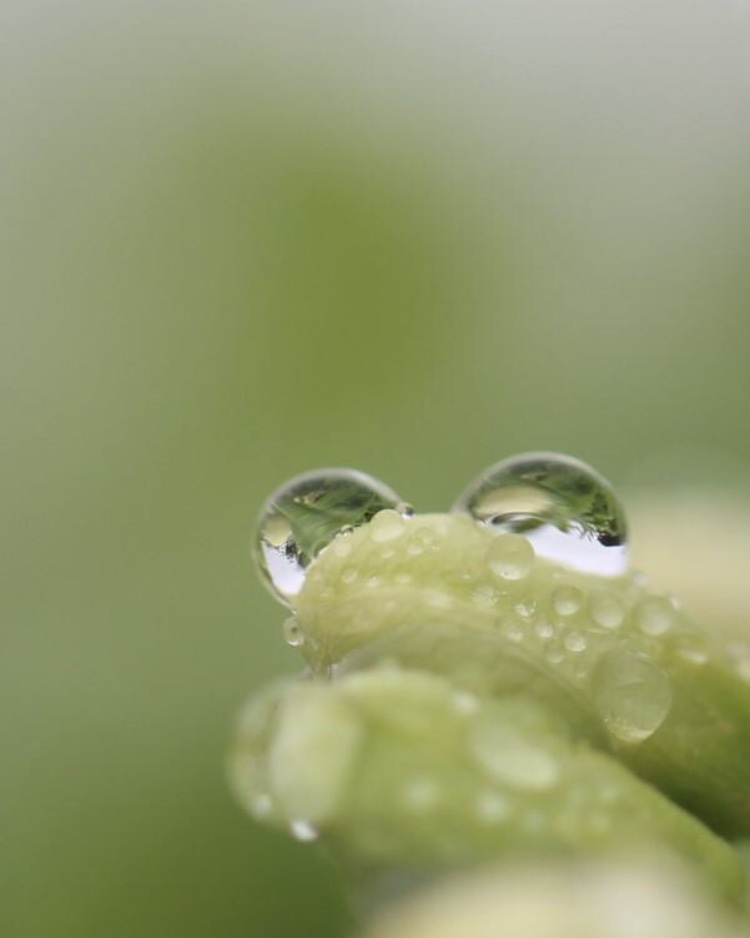 macrophotographie feuille goutte grenouille batracien vert pluie 