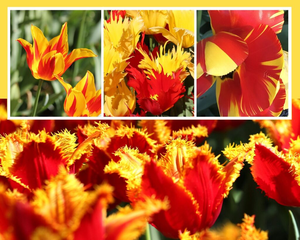 tulipes rouges jaunes couleurs catalanes catalogne catalunya les gens gentils gentillesse bienveillance hollande pays-bas tulipes keukenhof audrey fario auteur occitanie optimisme happy happiness