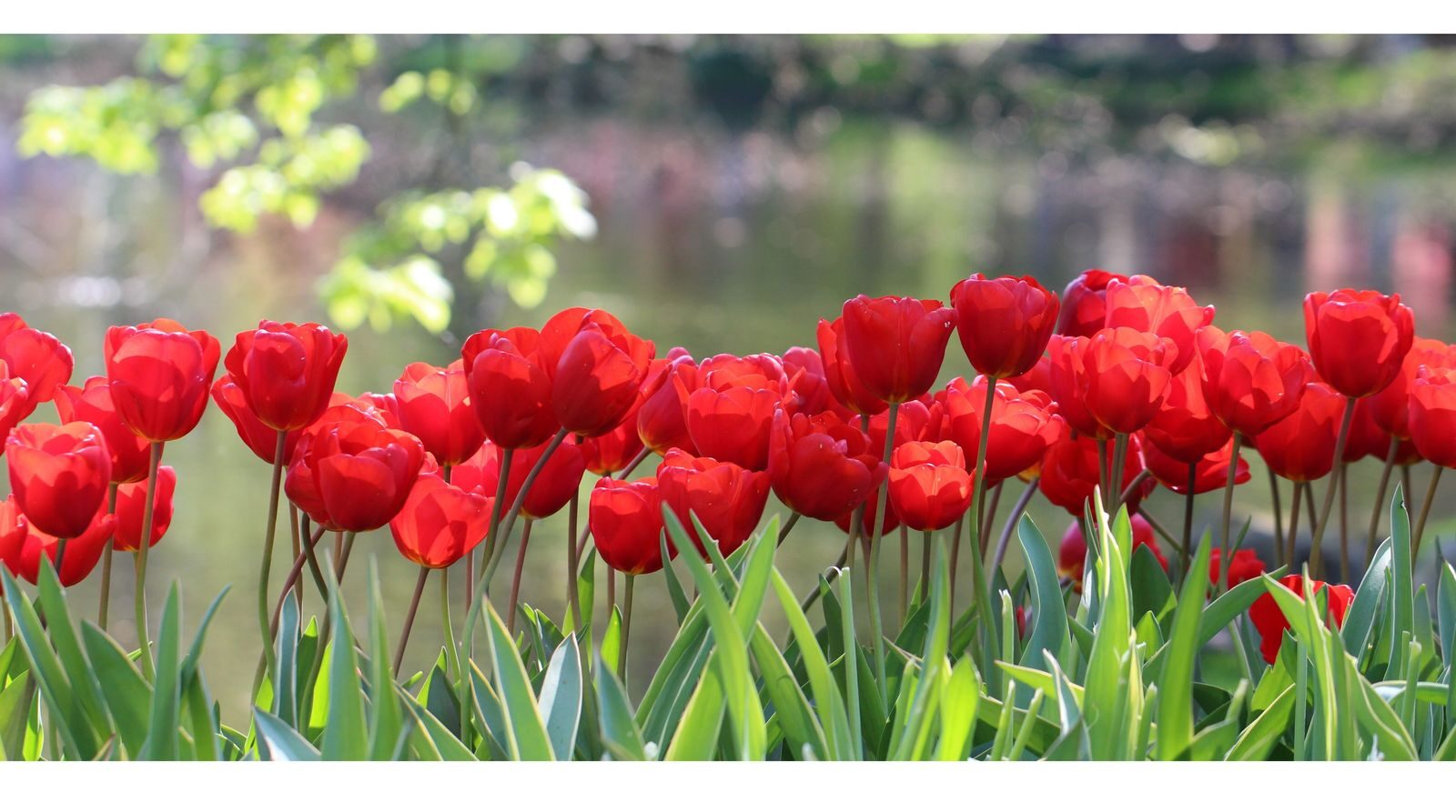 les gens gentils gentillesse bienveillance hollande pays-bas tulipes rouges photo artistique expression keukenhof audrey fario auteur occitanie optimisme happy happiness